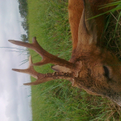 Ruja 2011