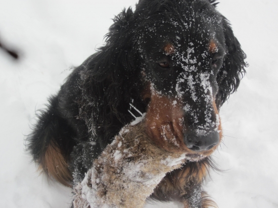 Zara aport dummy zajac - 2 roky