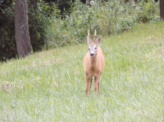 2 v.t. alebo 3 v.t. ?