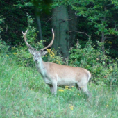 Jelenia zver