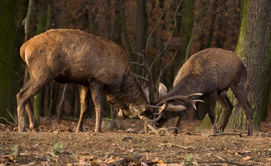 Súboj jeleňov