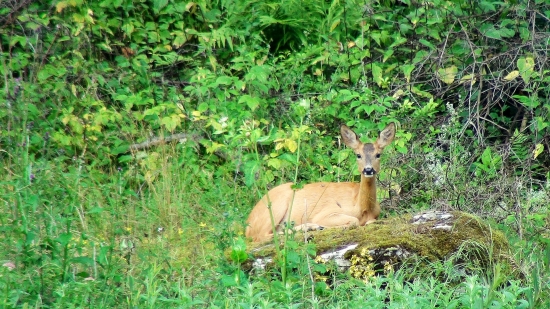 Poľovná zver v Rajeckej Lesnej 2013