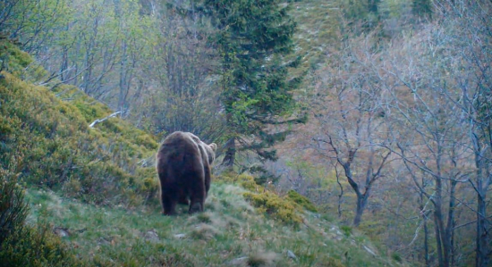 Na hrane svetla - medvedí samec