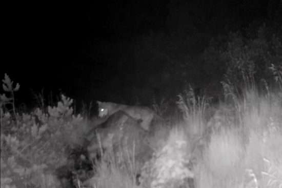 Prišli si uhasiť smäd - Vlk dravý (Canis lupus)