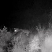 Prišli si uhasiť smäd - Vlk dravý (Canis lupus)