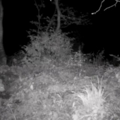 Prvý je prvý - Rys ostrovid (Lynx lynx)