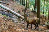 Niečo sa mu nezdalo - Jeleň lesný (Cervus elaphus)