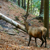 Niečo sa mu nezdalo - Jeleň lesný (Cervus elaphus)
