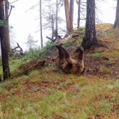 Mladý a hravý (Medveď hnedý - Ursus arctos)