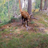 Poznačený súbojom (Jeleň lesný - Cervus elaphus)
