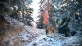 Fatranská zima (Fotopasca Veľká Fatra)