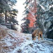Fatranská zima (Fotopasca Veľká Fatra)