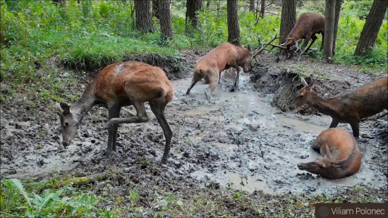 Jelenia ruja - kalisko