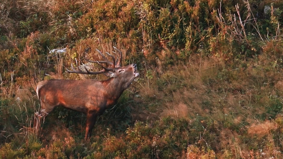 Jelenia ruja v horách
