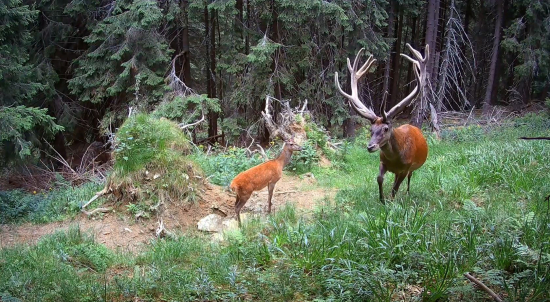 Kalisko uprostred divočiny 2022