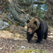Jar medzi skalami 2023 (Fotopasca Veľká Fatra)