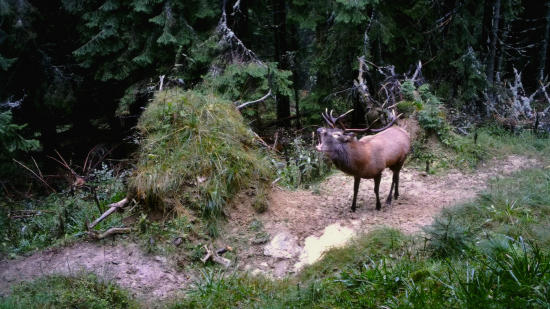 Kalisko uprostred divočiny 2023 (Fotopasca Veľká Fatra)