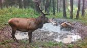 Jelenia ruja - kalisko (Fotopasca Turčianska kotlina)