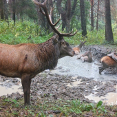 Jelenia ruja - kalisko (Fotopasca Turčianska kotlina)