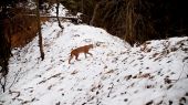 Na obľúbenom mieste (Fotopasca Veľká Fatra)