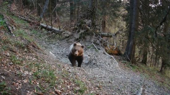 Od apríla do októbra na kalisku (Fotopasca Veľká Fatra)