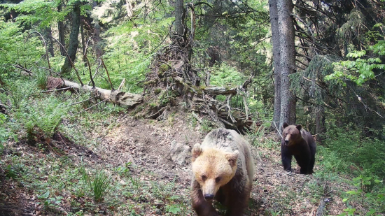 Kalisko v horách - problém s vodou (Fotopasca Veľká Fatra)