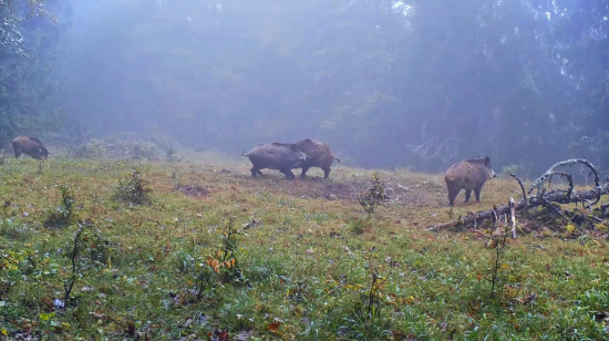 Súboj diviakov (Fotopasca Veľká Fatra)