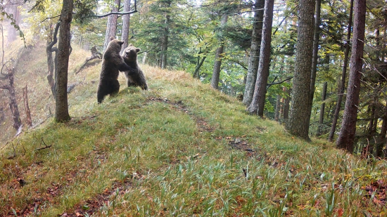 Hra medveďov (Fotopasca Veľká Fatra)