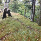 Hra medveďov (Fotopasca Veľká Fatra)