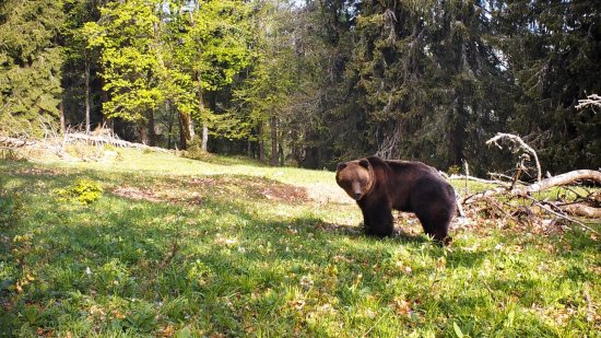 Na obľúbenom mieste II. (Fotopasca Veľká Fatra)