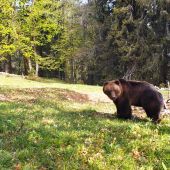 Na obľúbenom mieste II. (Fotopasca Veľká Fatra)