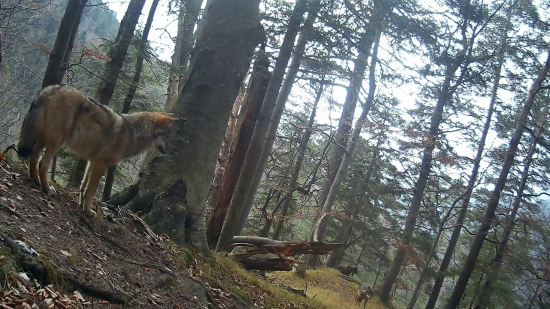 Ako mi medveď prekazil najlepšie video (Fotopasca Veľká Fatra)