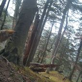 Ako mi medveď prekazil najlepšie video (Fotopasca Veľká Fatra)
