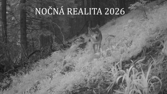Nočná realita 2026 (Fotopasca Veľká a Malá Fatra)