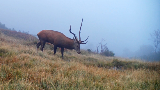 Jeleň škodník (Fotopasca Malá Fatra)