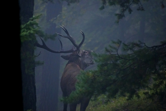 Ručiaci jeleň vo Veľkej Fatre