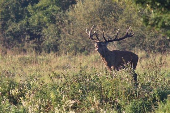 Jelenia ruja v poliach