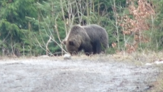 Stretko s medvedom...