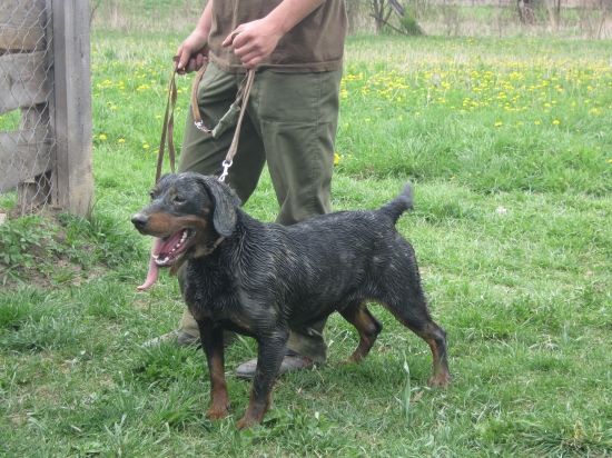 kopovy orka morské oko a boran z pod rovenca