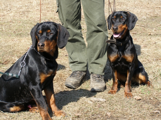 Slovenský kopov práca 8 mesačných súrodencov Benyho a Bessy z Uhlišťa