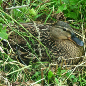 Kacka na hnizde