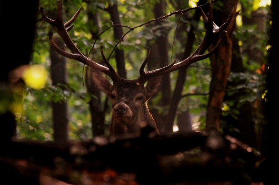 Mal ma pod drobnohľadom