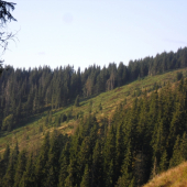 těžký jelen