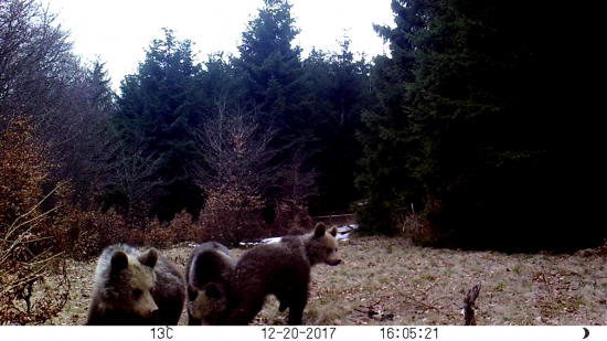 pekne podrastli za necely rok :)