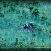 baviačka s trávy :)