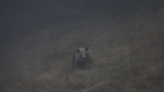 V šere Horských  smrečín