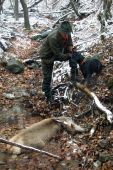 Dohľadávka jelenej zveri - TREVIS spod Kunovej