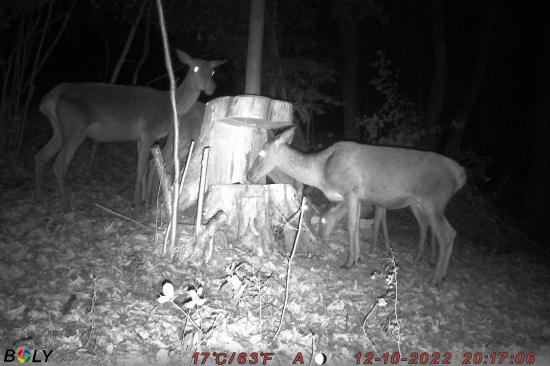 Život pri solisku (volovskevrchy)