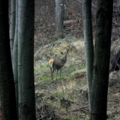 Výsoká