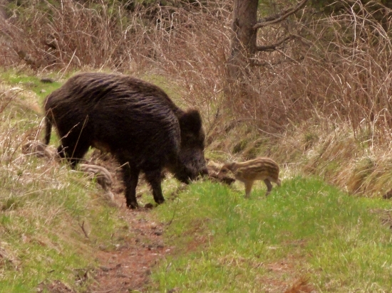 Svinka a jej malé v lesíku,,pokračovanie prveho videa